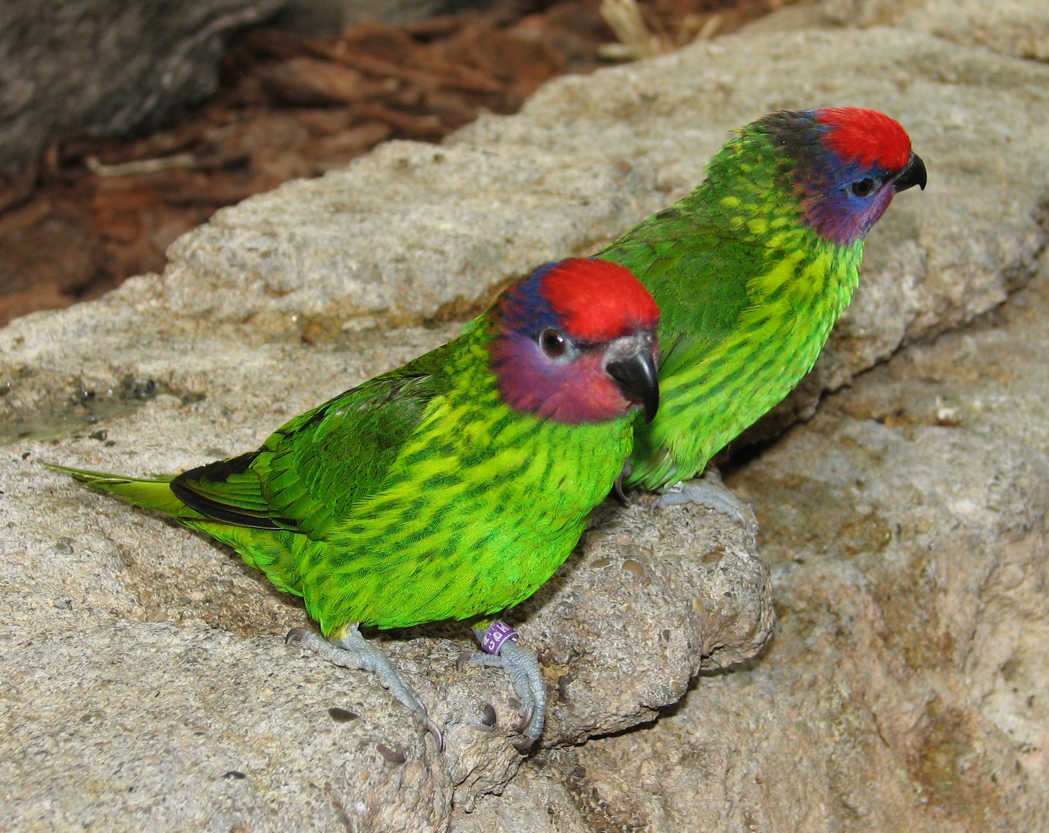 lorikeet